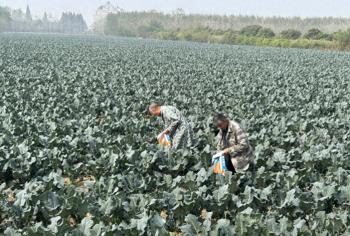 从无到有！西兰花在潜江华丽转身成“摇钱树”  